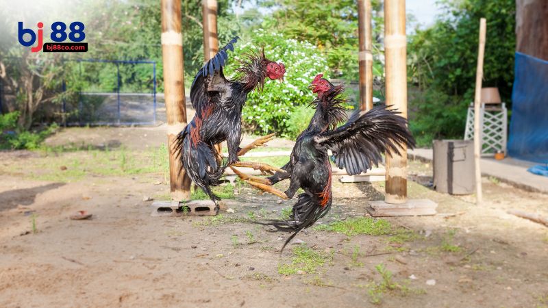 Cách chọn giờ lành đá gà theo phong thủy