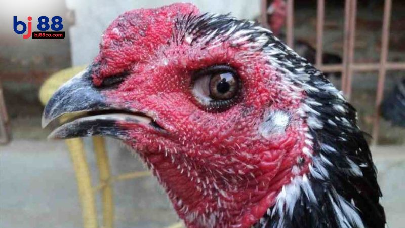 Cách nhận biết gà chọi có mắt lì