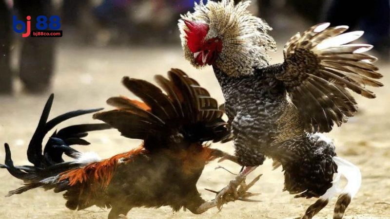 Đá gà Thomo là gì? Nguồn gốc & sự phát triển