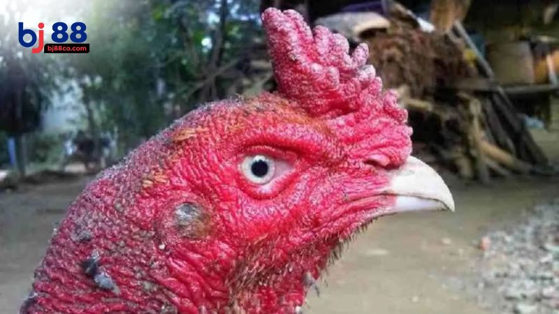 Mắt gà chọi lì là gì?